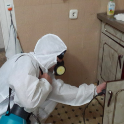 Дезинфекция от муравьев в квартире в Тобольске
